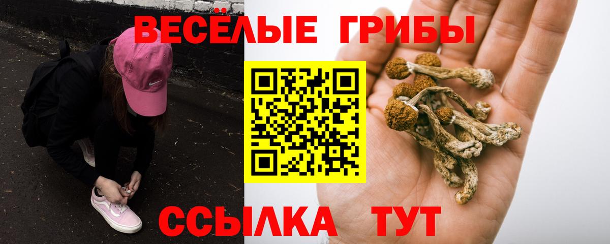 Галлюциногенные грибы Psilocybe Урай